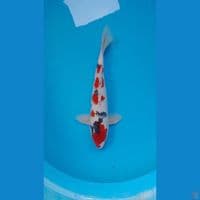 KOHAKU SANKE SQ HQ ORIGINAL 30 CM MALE