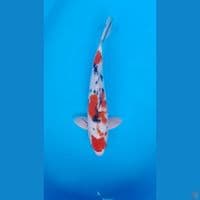 KOHAKU SANKE HQ 37 CM MALE