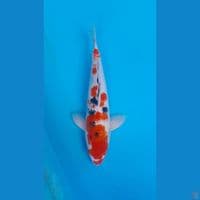 KOHAKU SANKE HQ 35 CM MALE