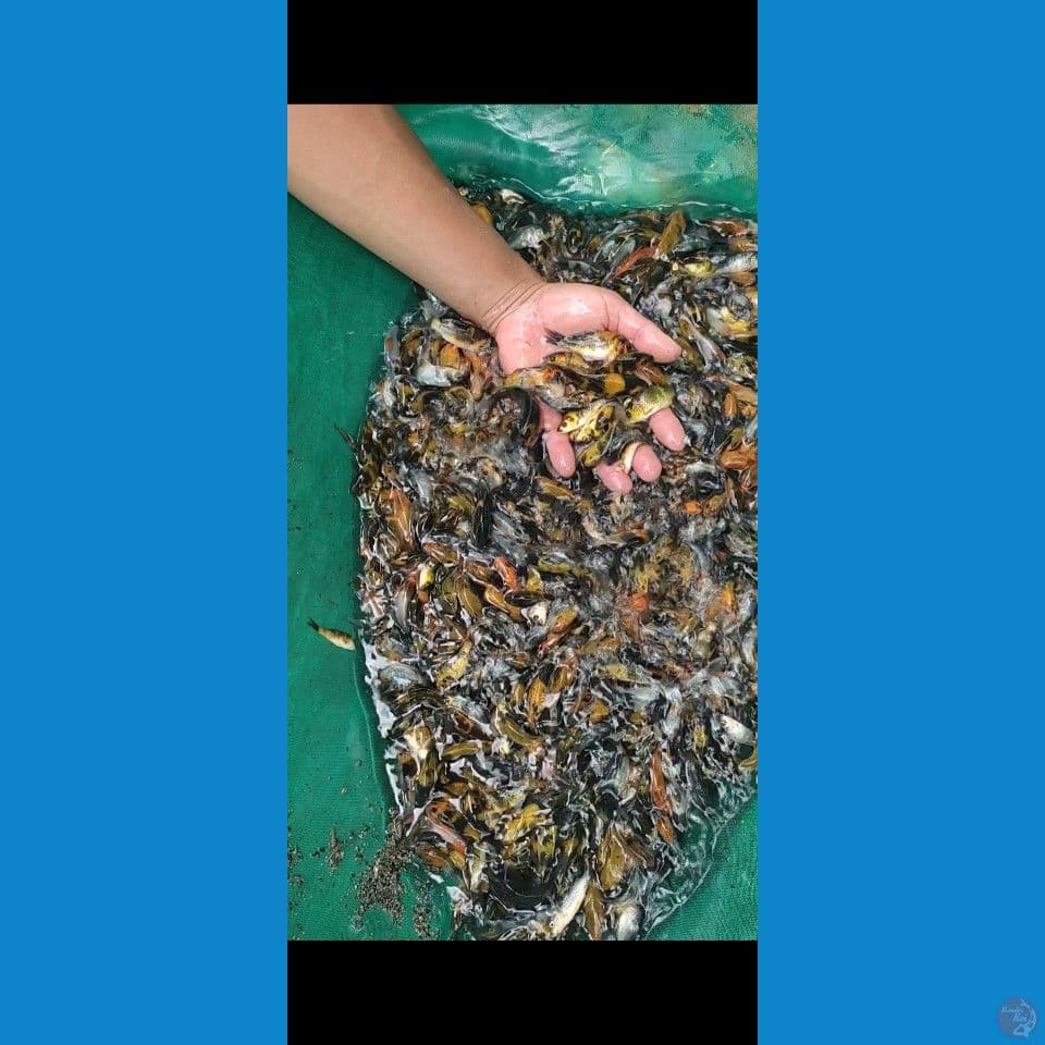 Bibit Showa sisik mix Ginrin 600ekor 5-10cm