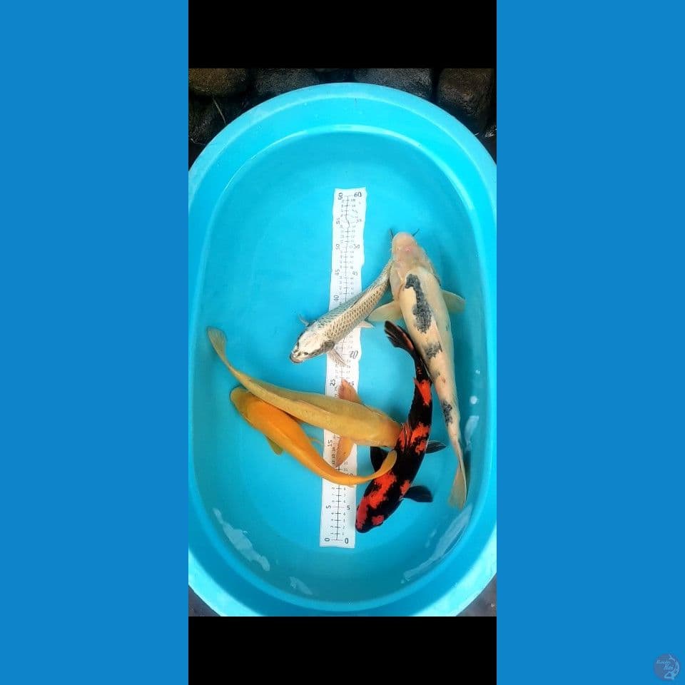 33-46cm 5ekor showa Shiro karashi mata merah
