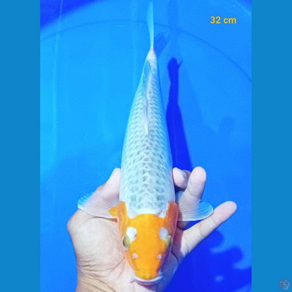 sabikoyo 32 cm