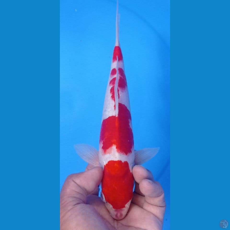 kohaku 29