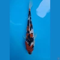 showa 20cm