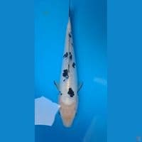 Bekko Doitsu 25 BU