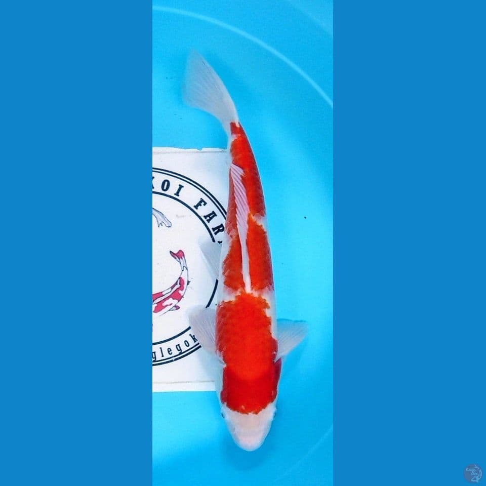 Jumbo Kohaku 