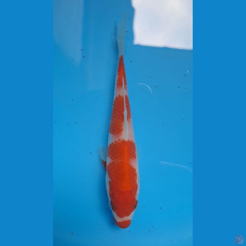 kohaku 15 Cm HQ Ori