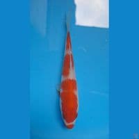 kohaku 15 Cm HQ Ori