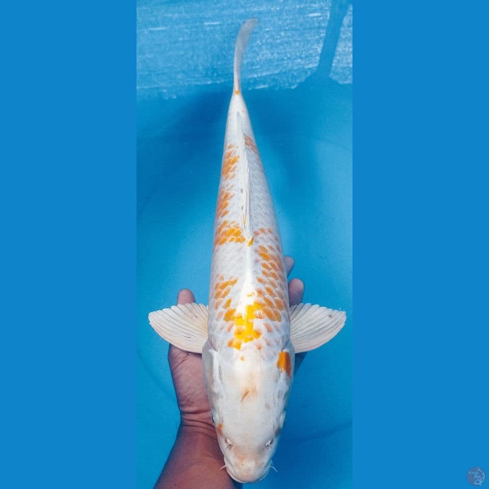 HARIWAKE 52 