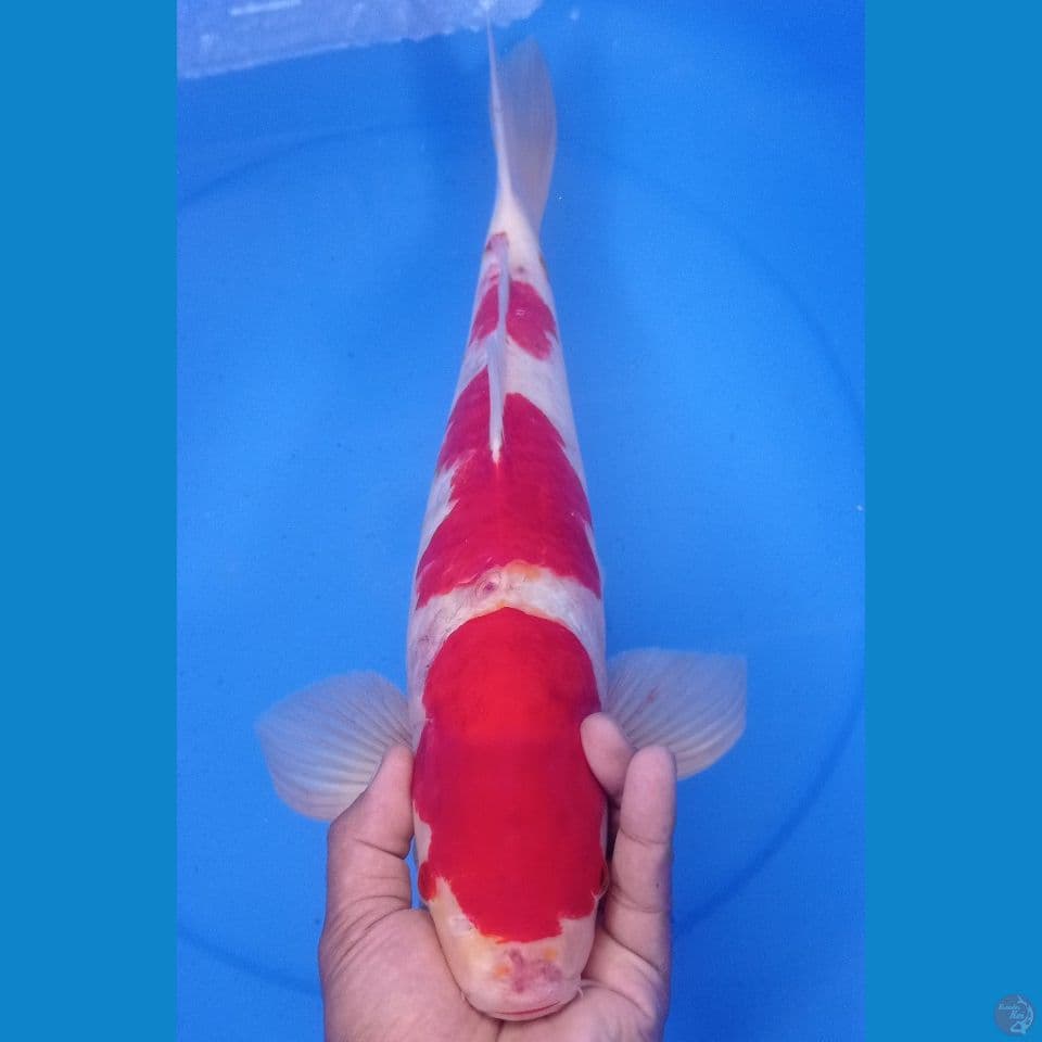 KOHAKU 48