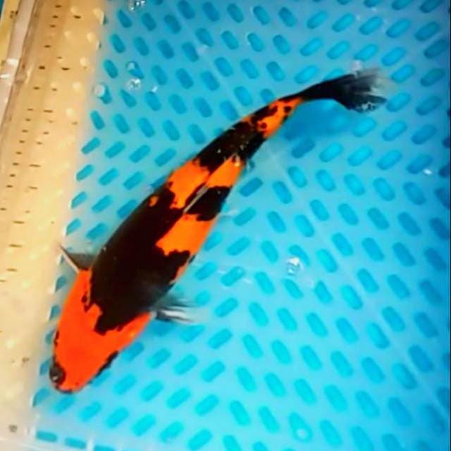 Ikan bagus tob manteb hi showa 36cm