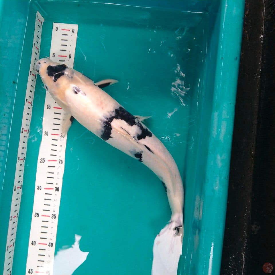 Shiro Pejantan Tangguh, 44 cm
