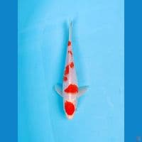 Maruten Kohaku 25cm