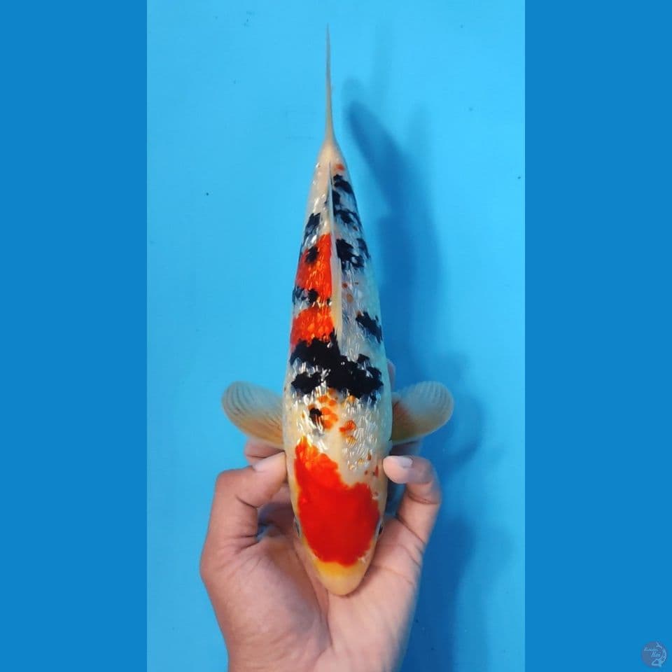 SANKE GINRIN 25CM - MALE 