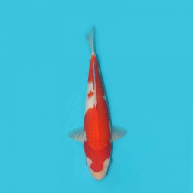 KOHAKU 38 CM