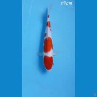 Kohaku 29cm