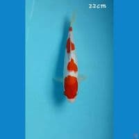Kohaku 22cm