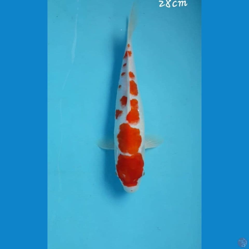 Kohaku 28cm