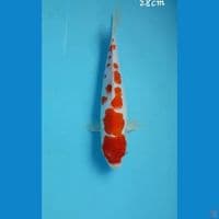 Kohaku 28cm