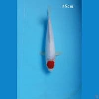 Tancho Kohaku 25cm