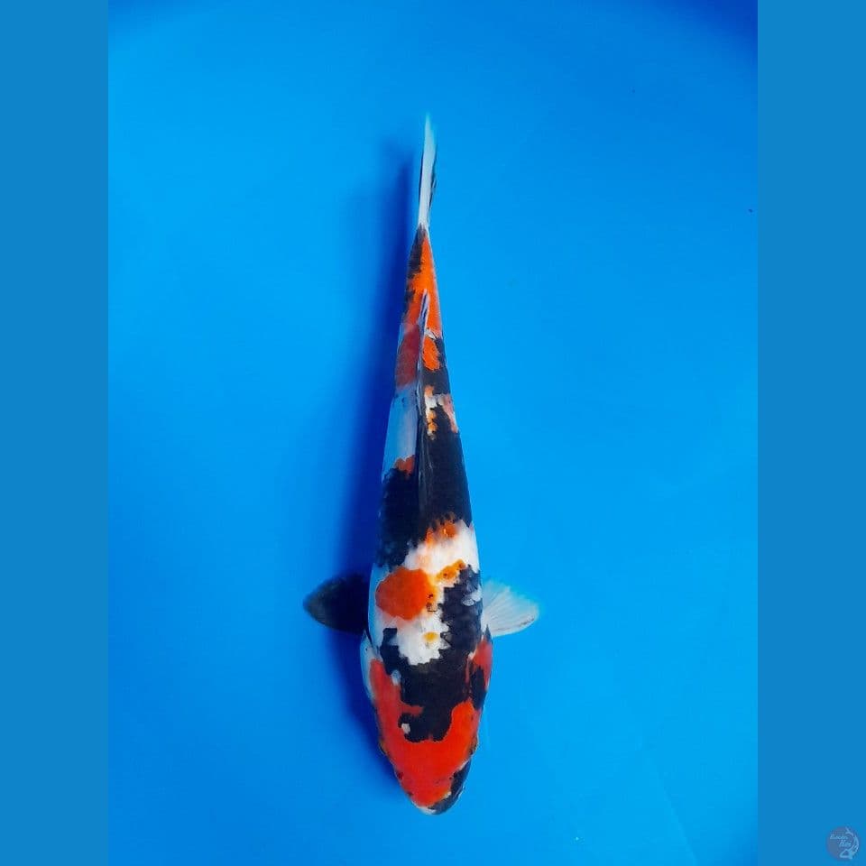 showa 27cm