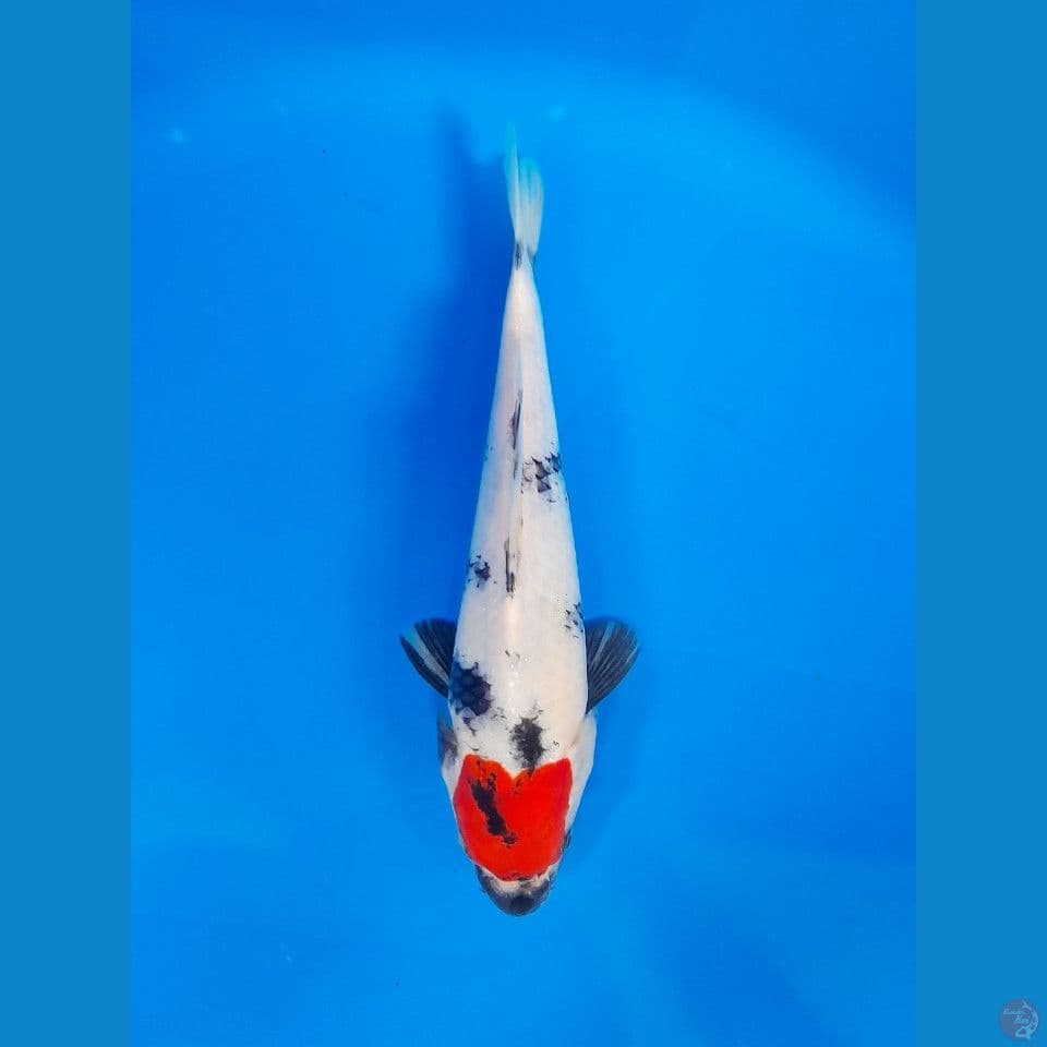 TC SHOWA 26CM