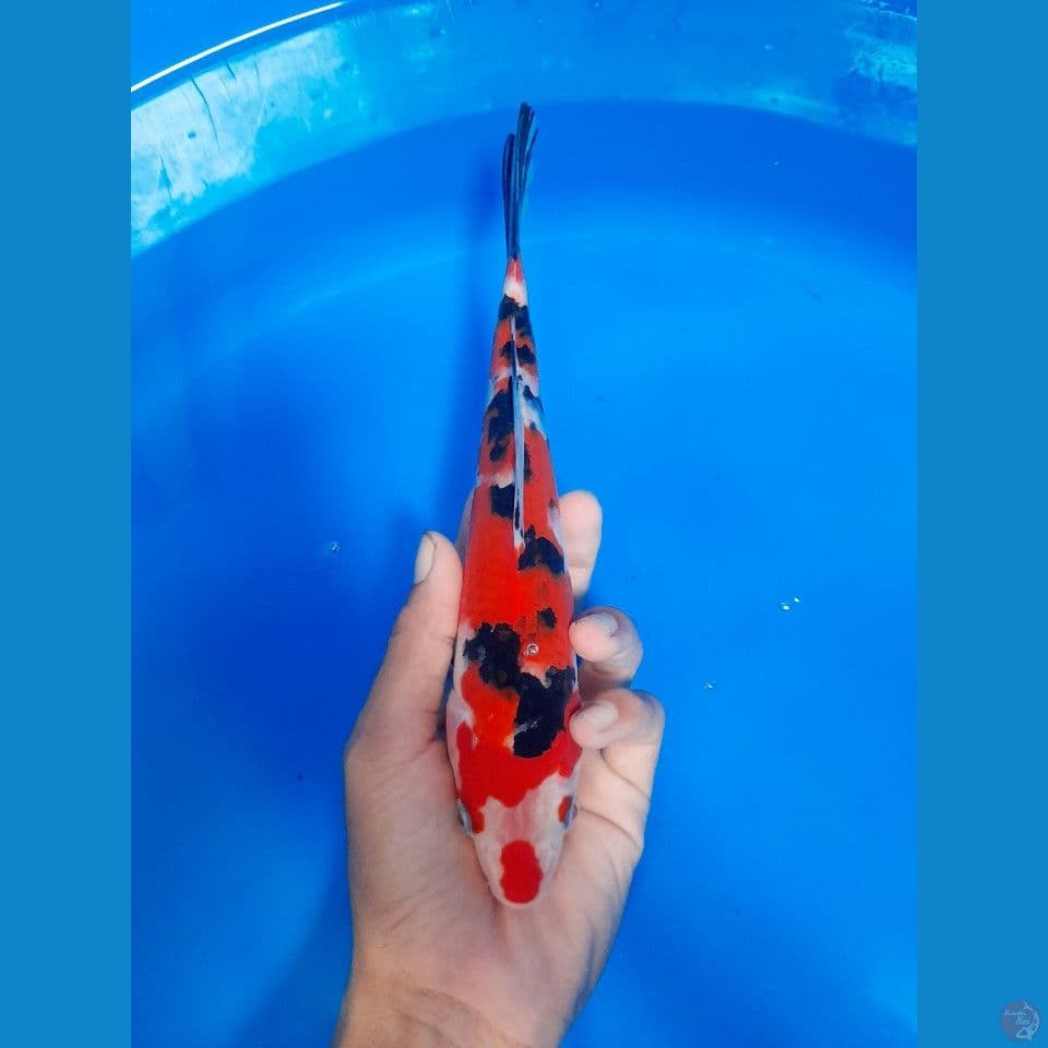 SANKE 23CM