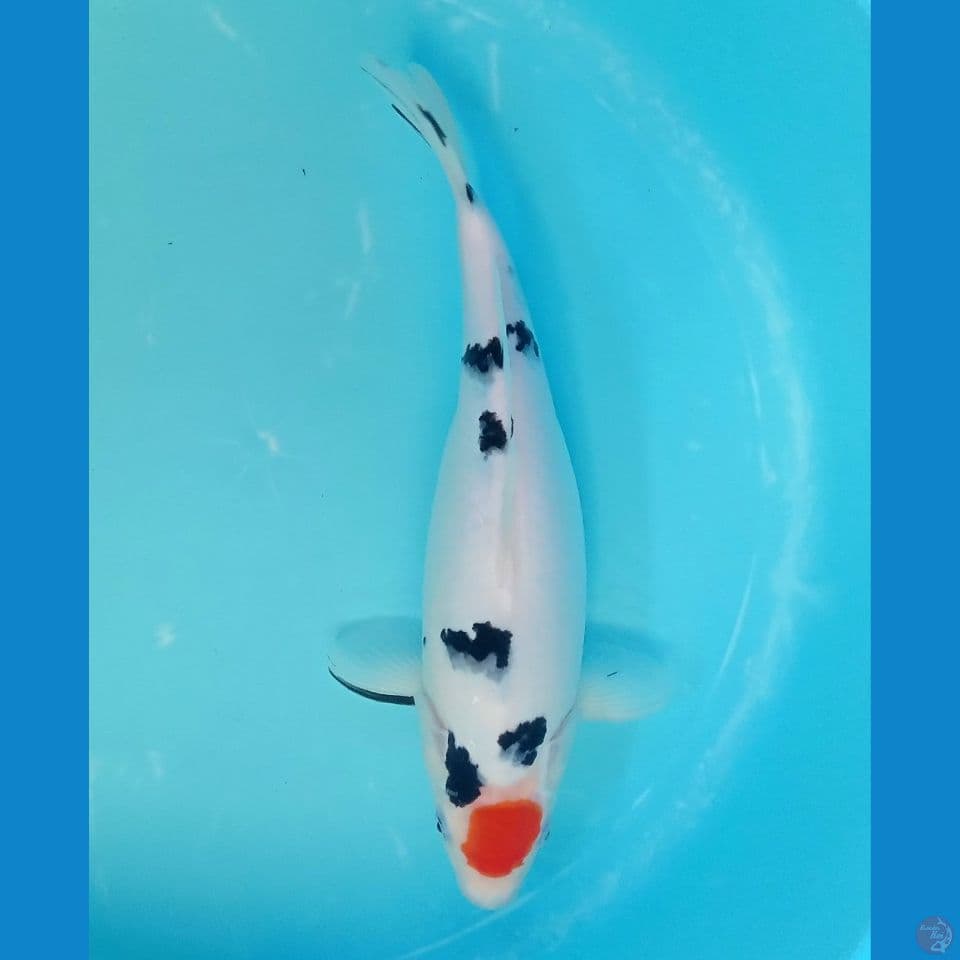 TANCHO SANKE ORI F 36CM