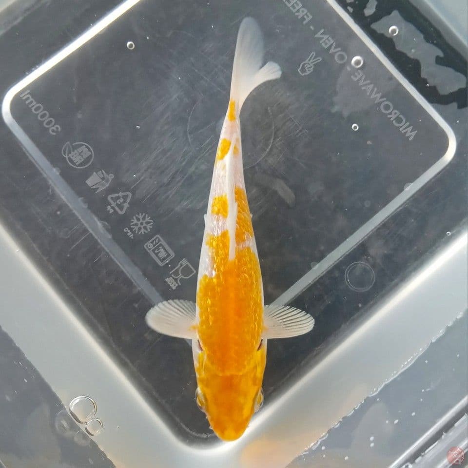 HARIWAKE GINRIN 12CM