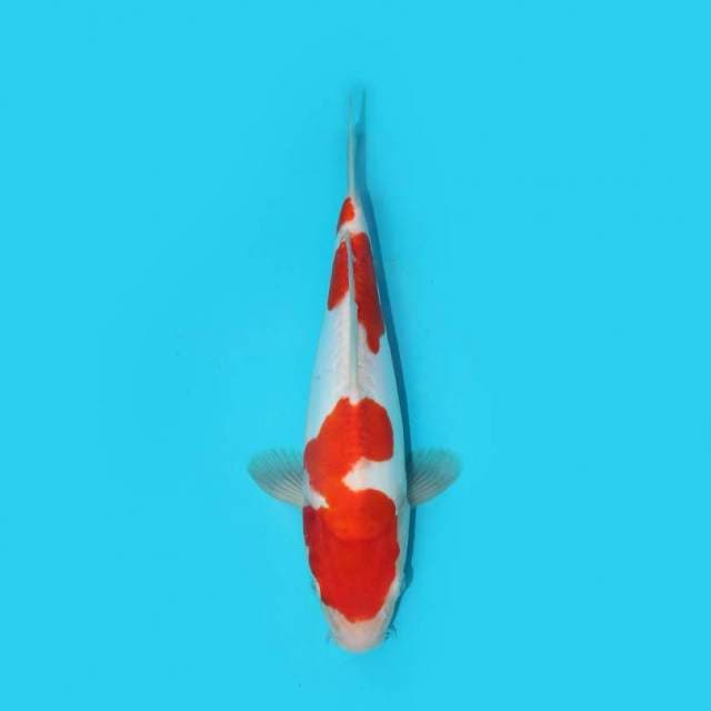 KOHAKU DOITSU 26 CM