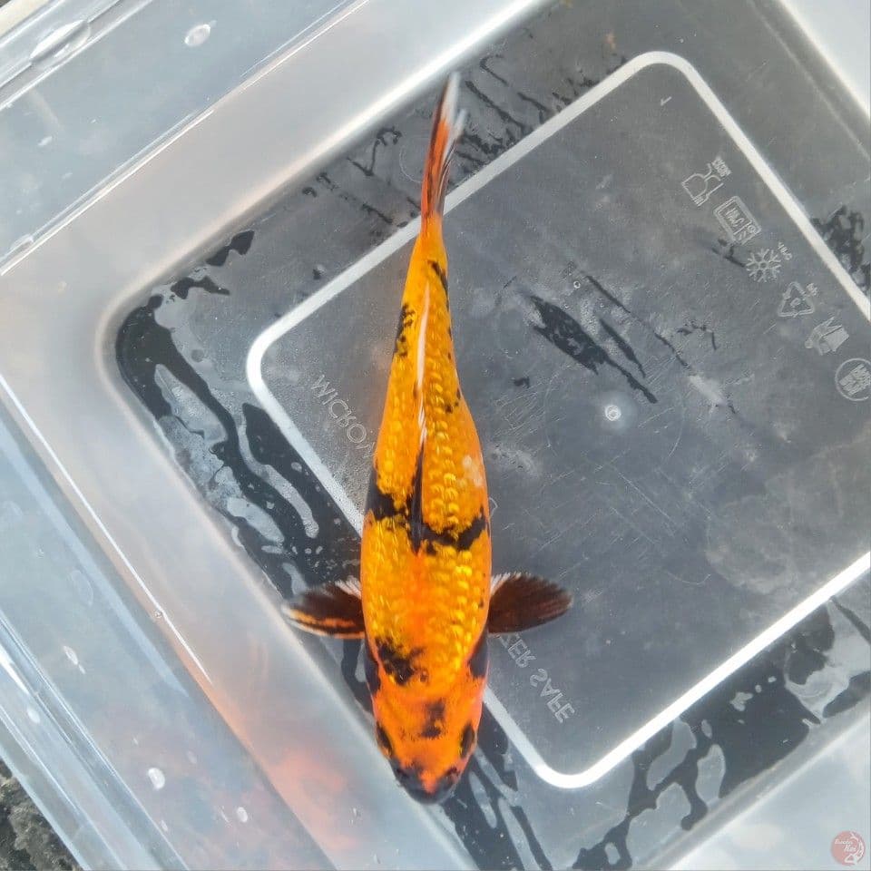 KIN UTSURI GINRIN 15CM