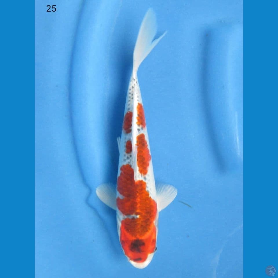 25cm - Kujaku 