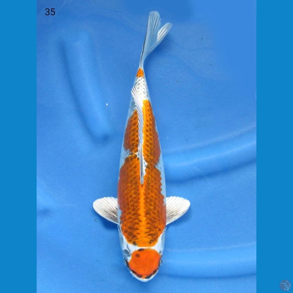 35cm - Kujaku 