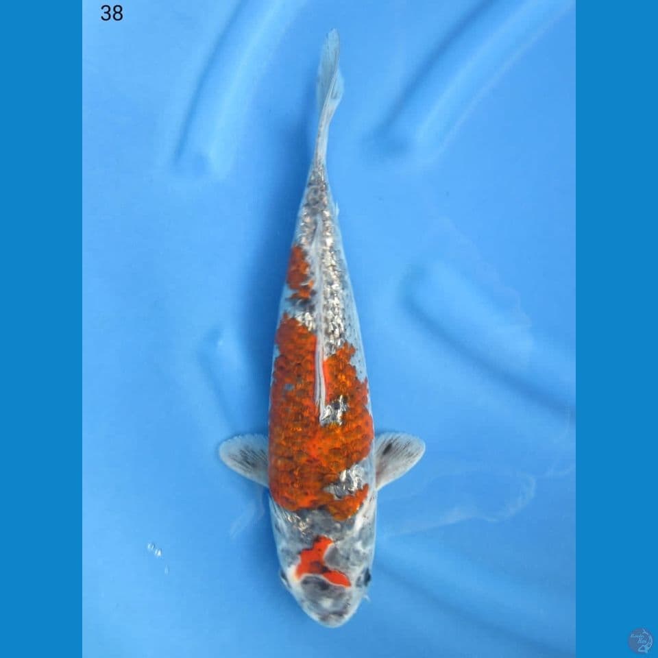 38cm - Unique