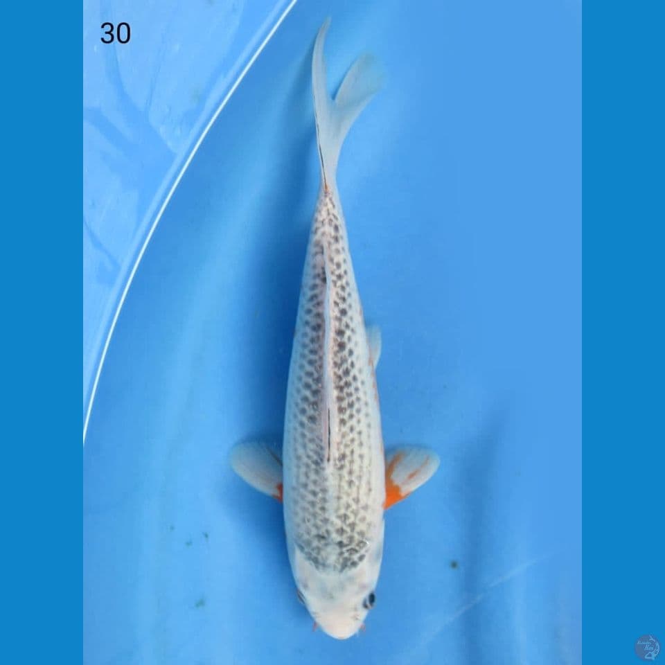 30cm - Asagi 