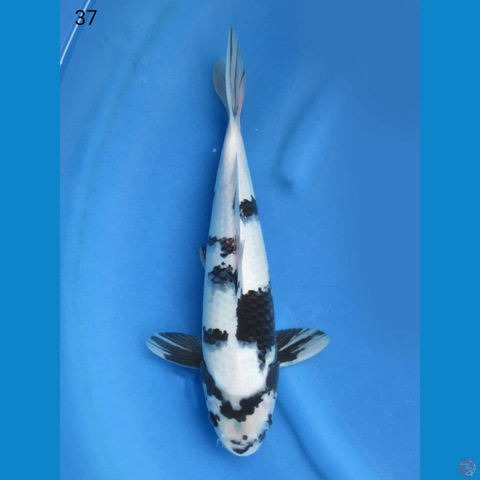 37cm - Shiro