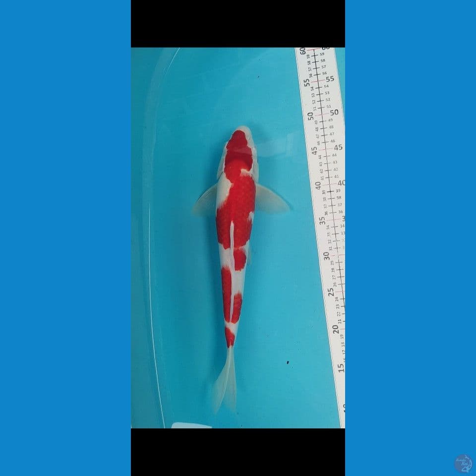 Kohaku Joss Jantan 38cm