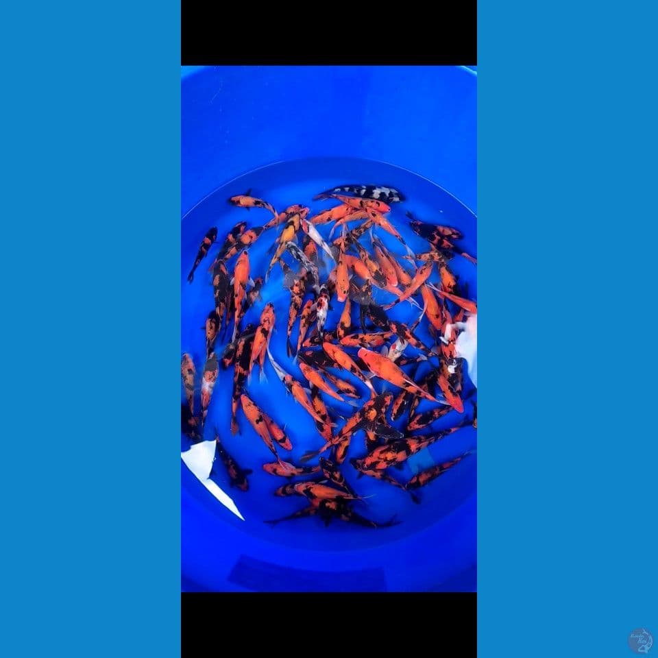 Hiu mix Showa 12-21cm 100ekor