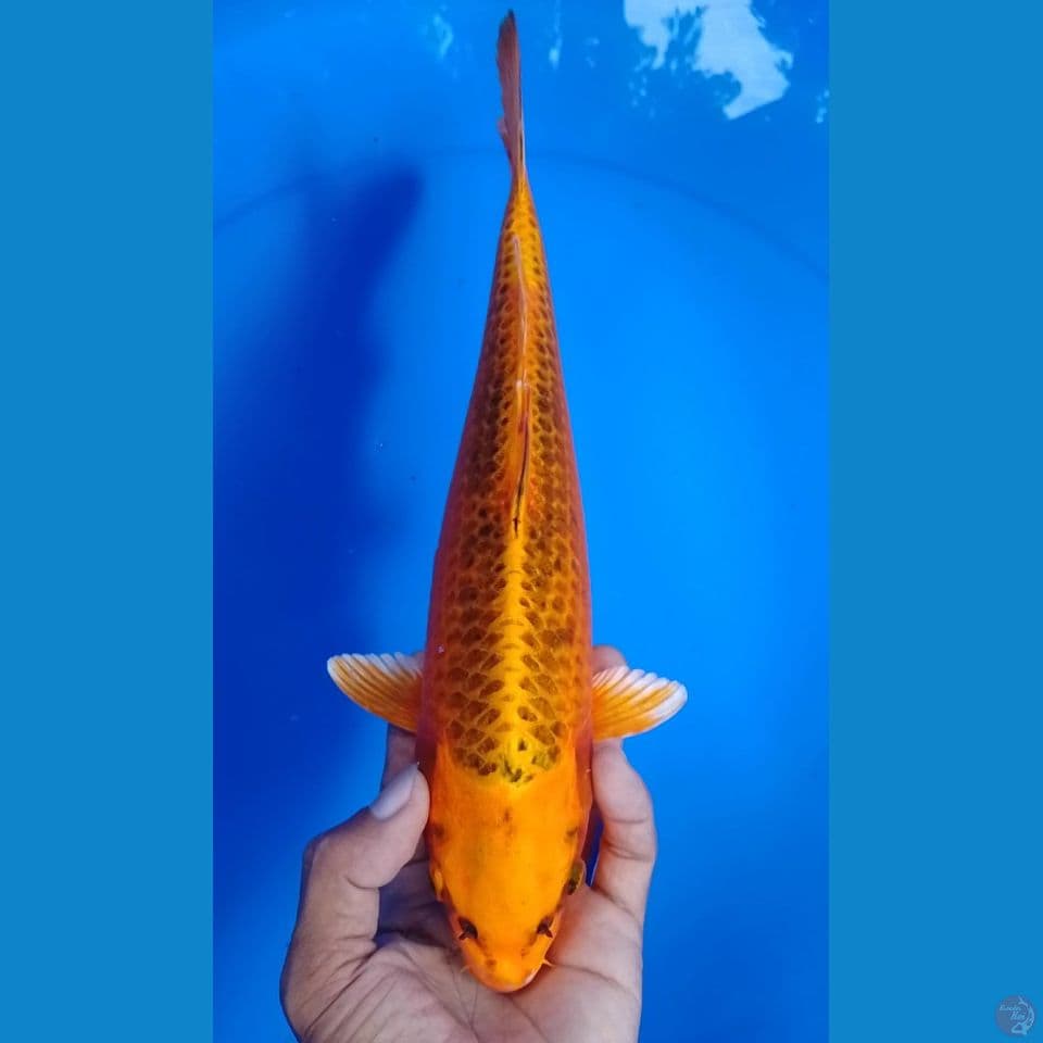 matshuba size : 29 jantan 