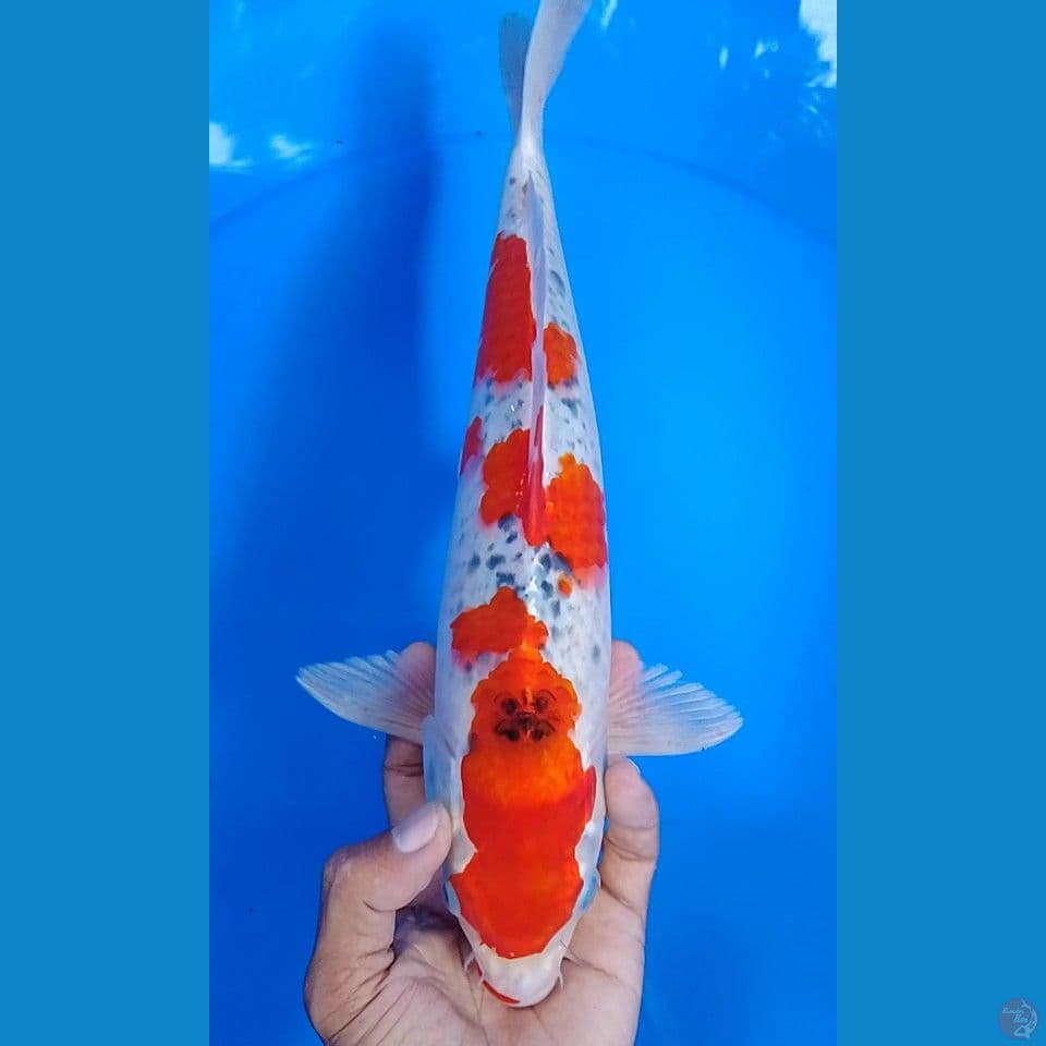 goshiki size : 33  jantan 