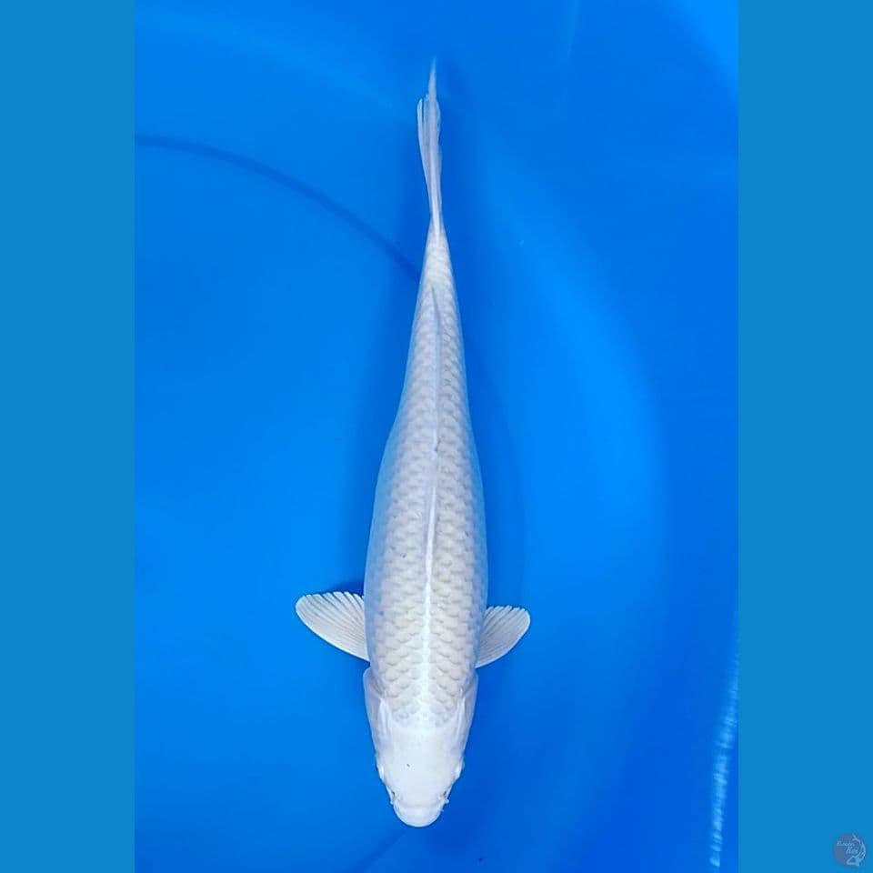 platinum size : 35 cm