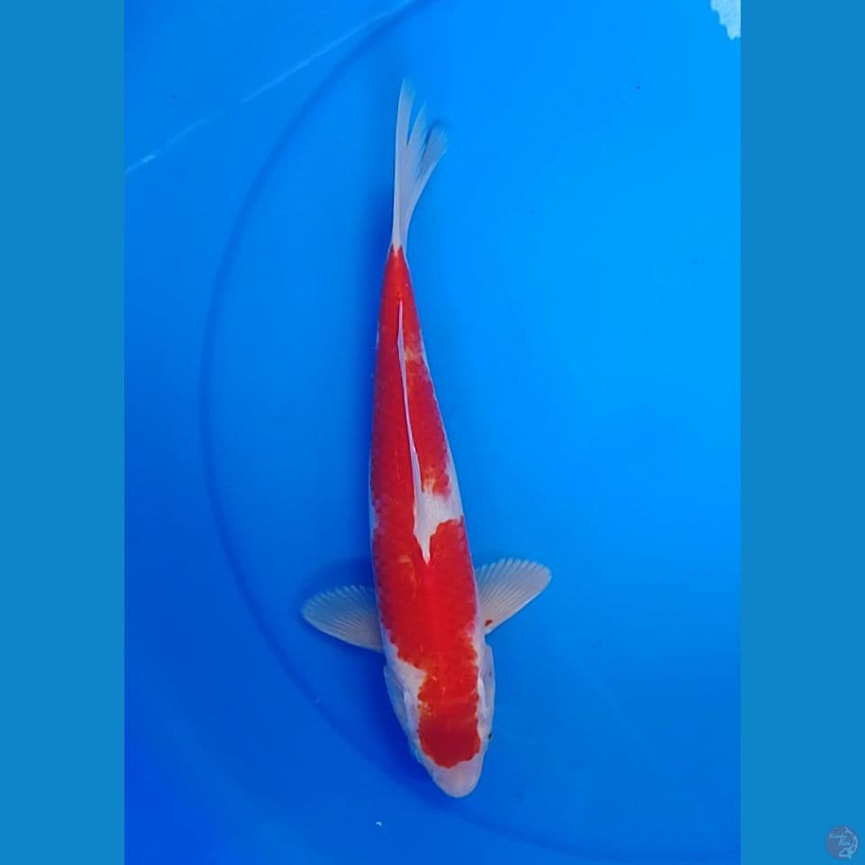 kuhaku bahan cat size : 30 m
