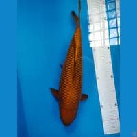 Cagoi tembaga bulky 38cm