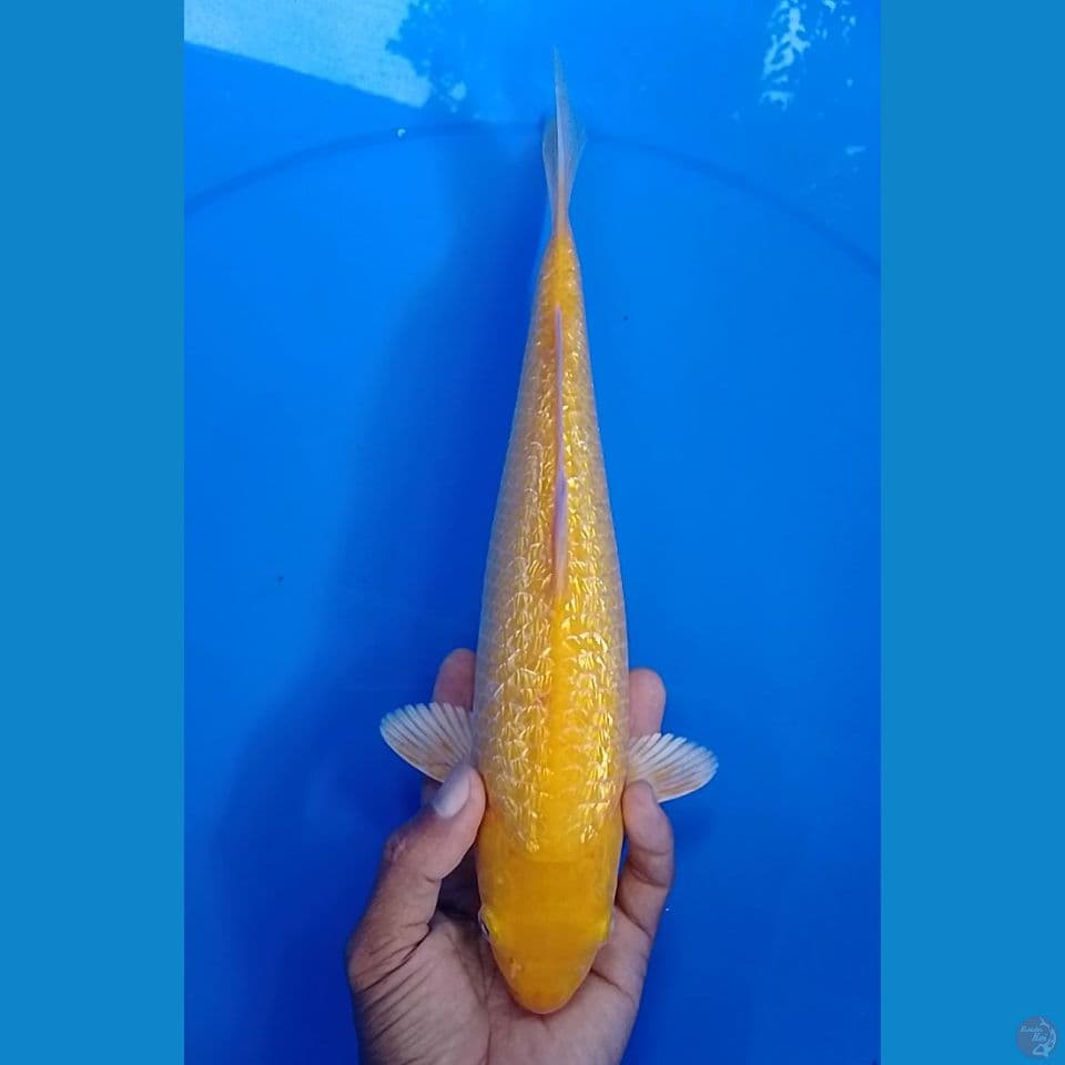 karashi gindrin mata merah size : 30cm