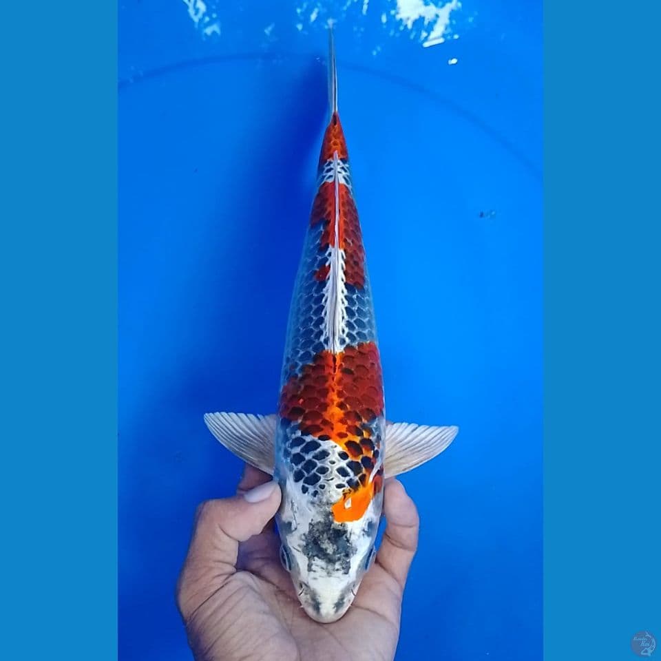 kujaku size : 30 cm .m