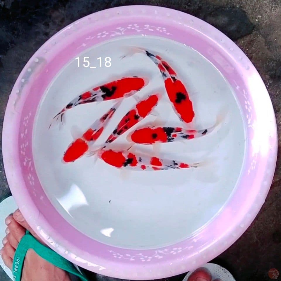 Sanke 15_18cm 6unit
