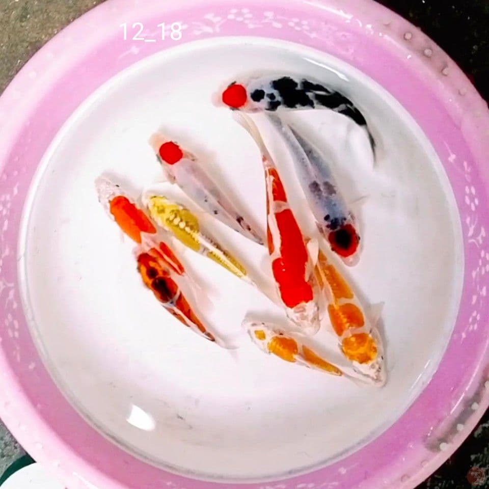 12_19cm 9unit