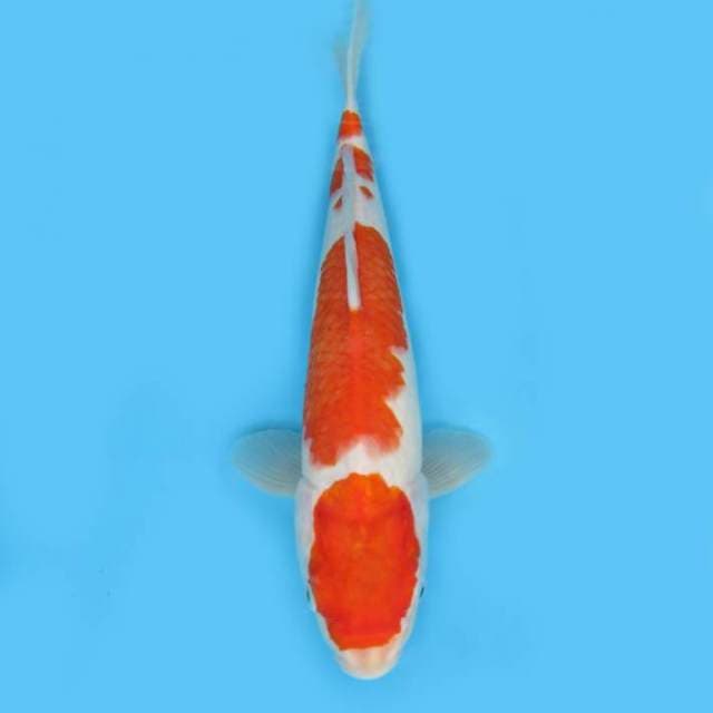 KOHAKU 28 CM