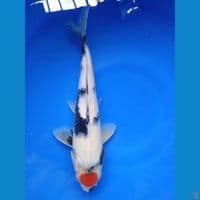 TANCHO SHOWA 30CM