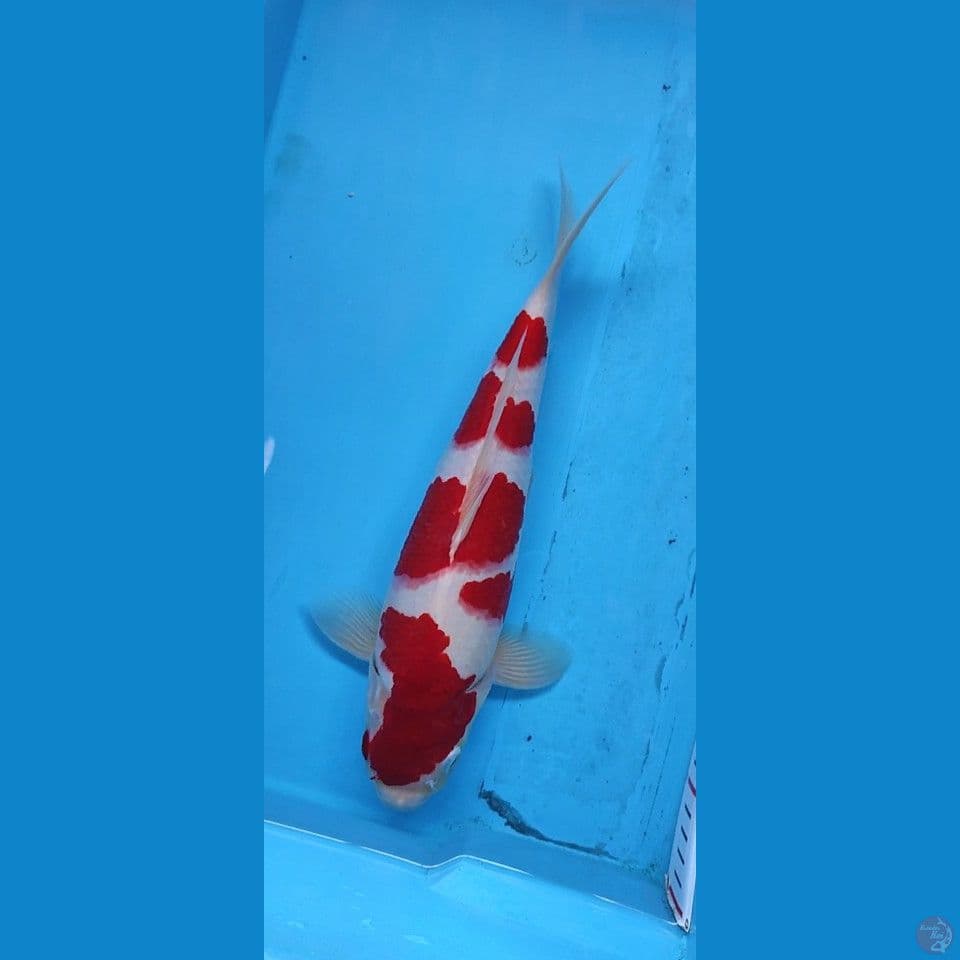 kohaku murni 37 cm SQ merah strong ( jantan ) original